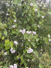 Ipomoea amnicola