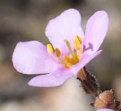 Chaenostoma subnudum