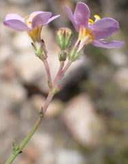 Chaenostoma subnudum