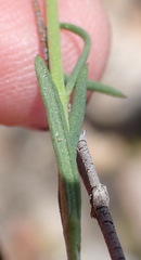 Chaenostoma subnudum