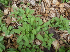 Stachys floridana