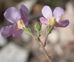 Chaenostoma subnudum