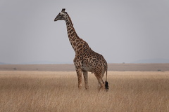 Giraffa camelopardalis