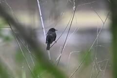 Agelasticus cyanopus