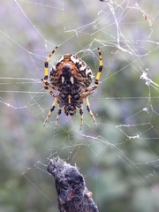 Neoscona orizabensis