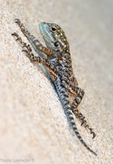 Agama mucosoensis