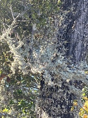 Flavopunctelia soredica