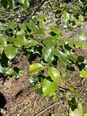 Prunus ilicifolia