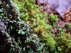 Tetraphis pellucida