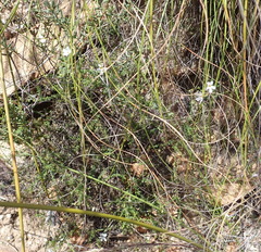 Jamesbrittenia aspalathoides