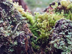 Tetraphis pellucida