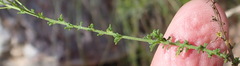 Jamesbrittenia aspalathoides