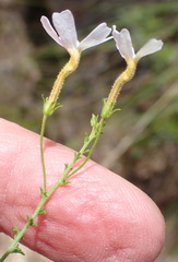 Jamesbrittenia aspalathoides