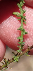 Jamesbrittenia aspalathoides