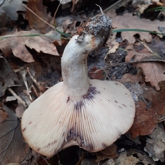 Lactarius uvidus