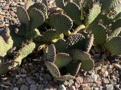 Opuntia orbiculata
