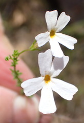 Jamesbrittenia aspalathoides