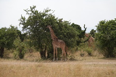Giraffa camelopardalis