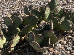Opuntia orbiculata