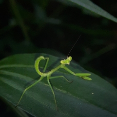 Stagmatoptera