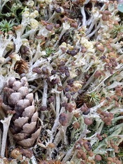 Cladonia gracilis
