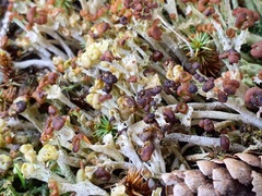 Cladonia gracilis