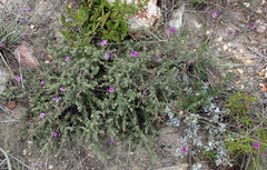 Jamesbrittenia tenuifolia