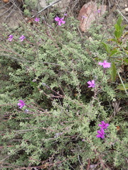 Jamesbrittenia tenuifolia