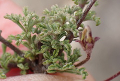 Jamesbrittenia tenuifolia