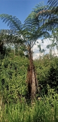 Alsophila spinulosa