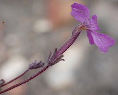 Jamesbrittenia tenuifolia