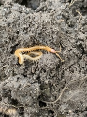 Geophilidae