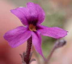 Jamesbrittenia tenuifolia