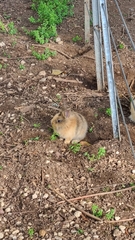 Oryctolagus cuniculus domesticus