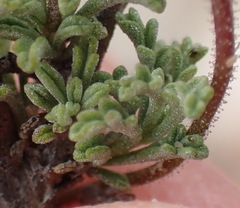 Jamesbrittenia tenuifolia