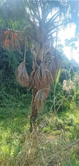 Mauritia