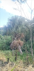 Mauritia