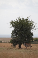 Tragelaphus oryx pattersonianus
