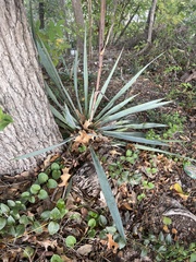 Yucca pallida