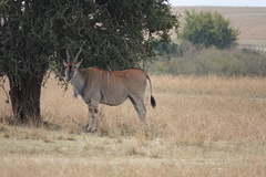 Tragelaphus oryx pattersonianus