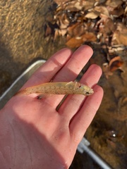 Etheostoma olmstedi