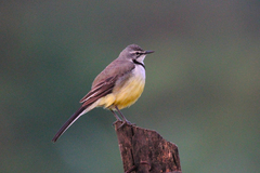Motacilla flaviventris
