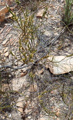 Struthiola parviflora