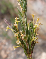 Struthiola parviflora
