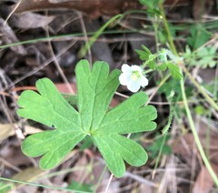 Geranium potentilloides