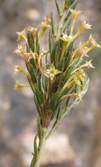 Struthiola parviflora