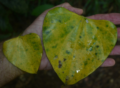 Cardiopteris moluccana
