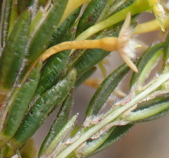 Struthiola parviflora