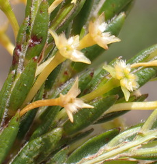 Struthiola parviflora