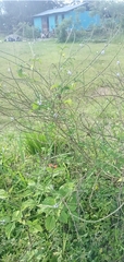 Stachytarpheta cayennensis